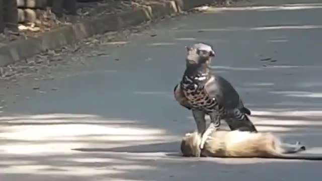 Monkey being dragged by a Harpy Eagle