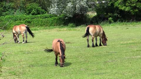 Horses,Animal video,Animal,Horses video