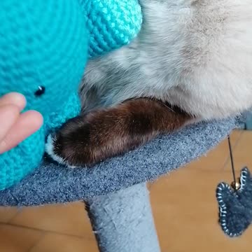 my cat loves his new octopus