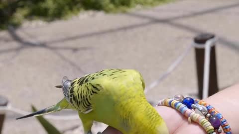 Budgies Video