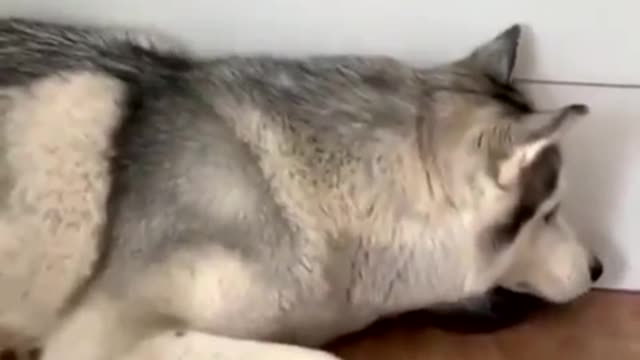 Sleepy Kitty is about to fall asleep and doggie trying to encourage her...