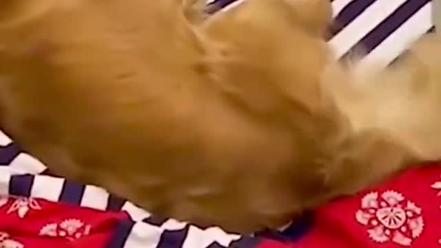 This dog loves the piano