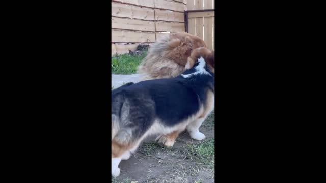 Overly-attached corgi obsessed with Tibetan mastiff best friend (2)