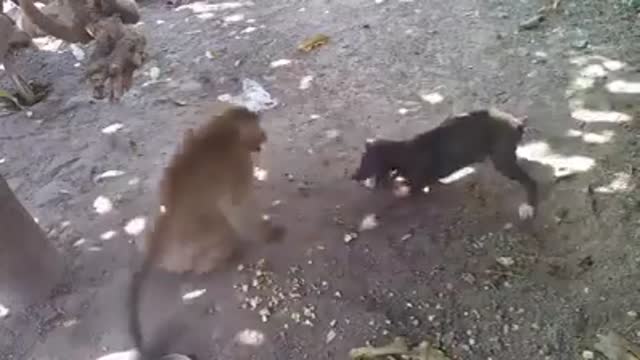 Watch how this monkey provokes the dog, funny and wonderful video