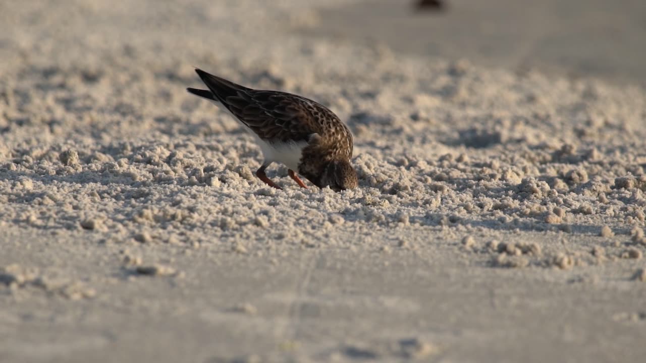 Ruddy Turnstones Hunting on the Beach