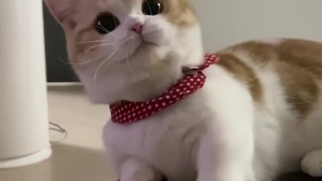 وقت اللعب مع قطتي الجميلة الرائعة