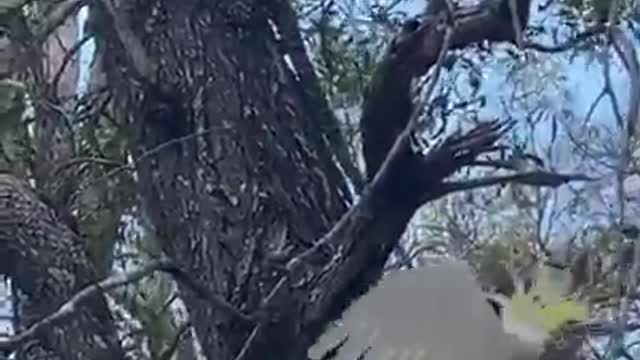 Cockatoo vs gonanna