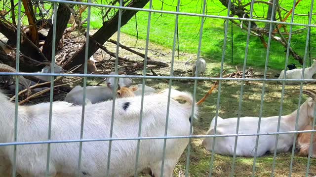 Baby Goat sound