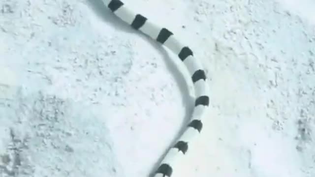 blue-banded sea snake (Hydrophis cyanocinctus)