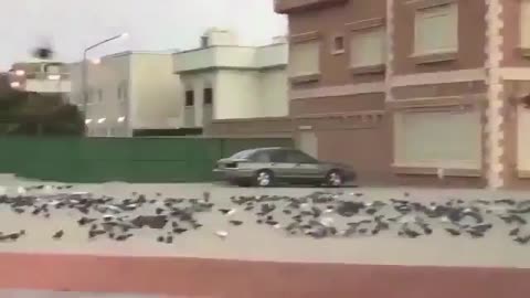 A man provides food and water for birds in front of his house