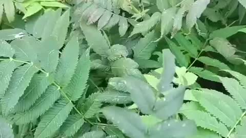 A very green plant