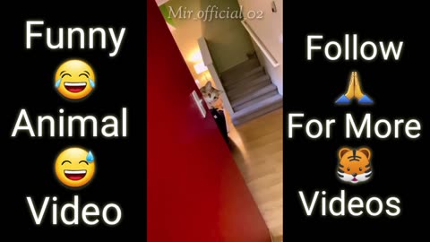 Animal Funny Video 😅😂 For Kids