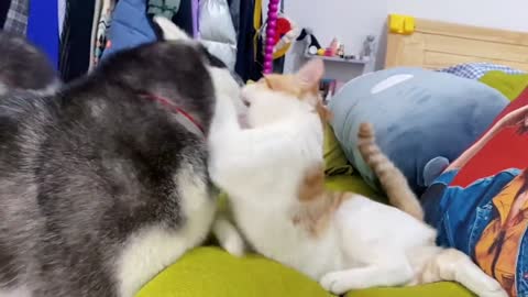 There are cats and dogs