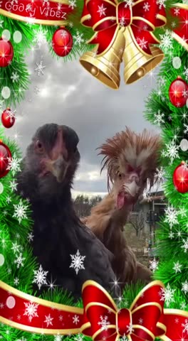 Feliz Navidad from the Chicken family 😂