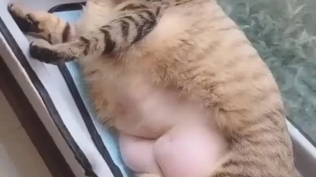 Funny sleepy fat cat--over weight feels sleppy