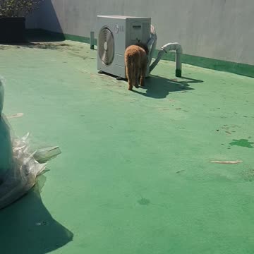 옥상 산책하는 우리집 강아지