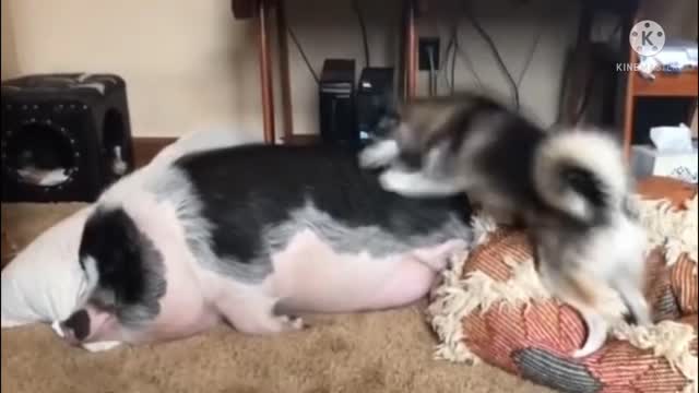 How to wake up a lazy 🐖🤣 || Intelligent dog