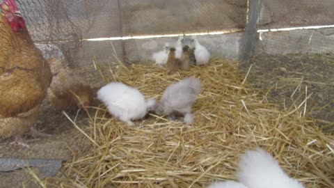 Bobwhite chicks one day old