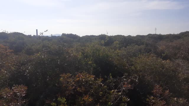 Stunning vegetation view - Walking through nature