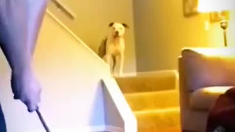 funny cats videos