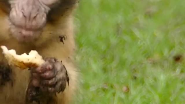 A little monkey enjoying it’s food!