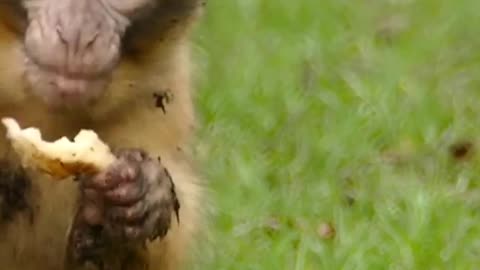 A little monkey enjoying it’s food!