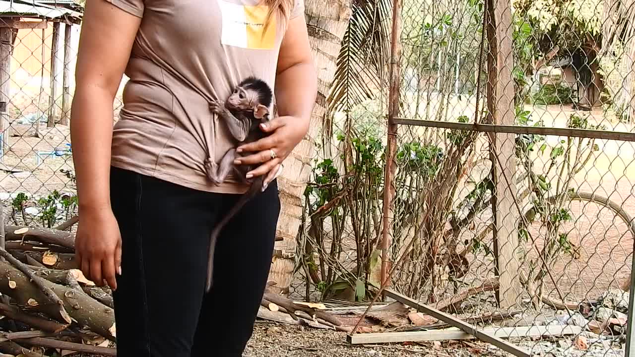 monito vs perrito