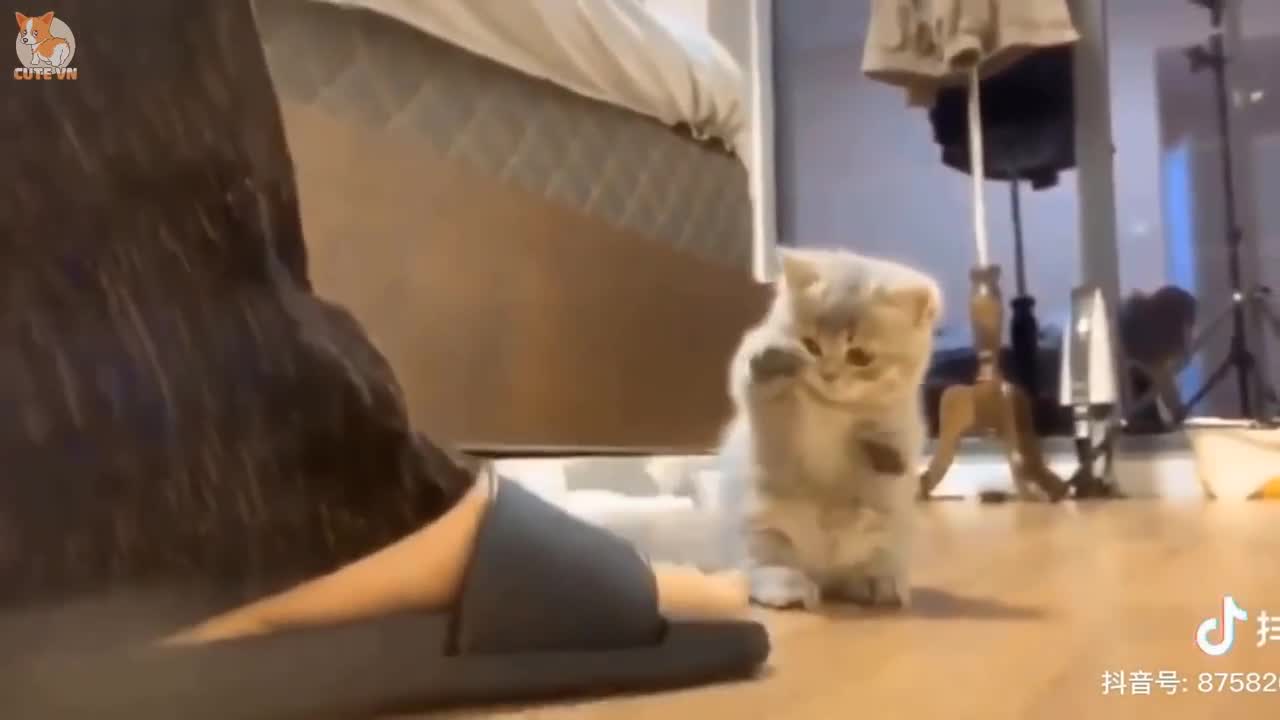 Cute cats showing us why they are so lovable