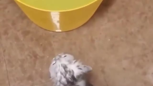 Funny cat loves the bath