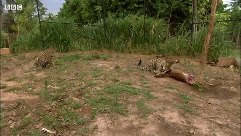 Jaguar Cubs Fight for Food | Jaguars Born Free | BBC Earth