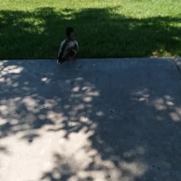 Brave little ducky