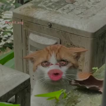 kagaj ka i phone | Bangad Billa Ankit ang #2shots #baggadbilla #angvines #comedy