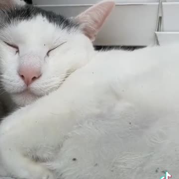 Perfect place for a nap.mp4