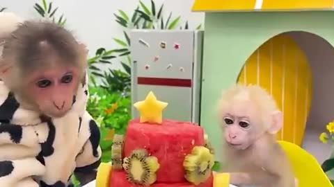 Funny Monkey Video