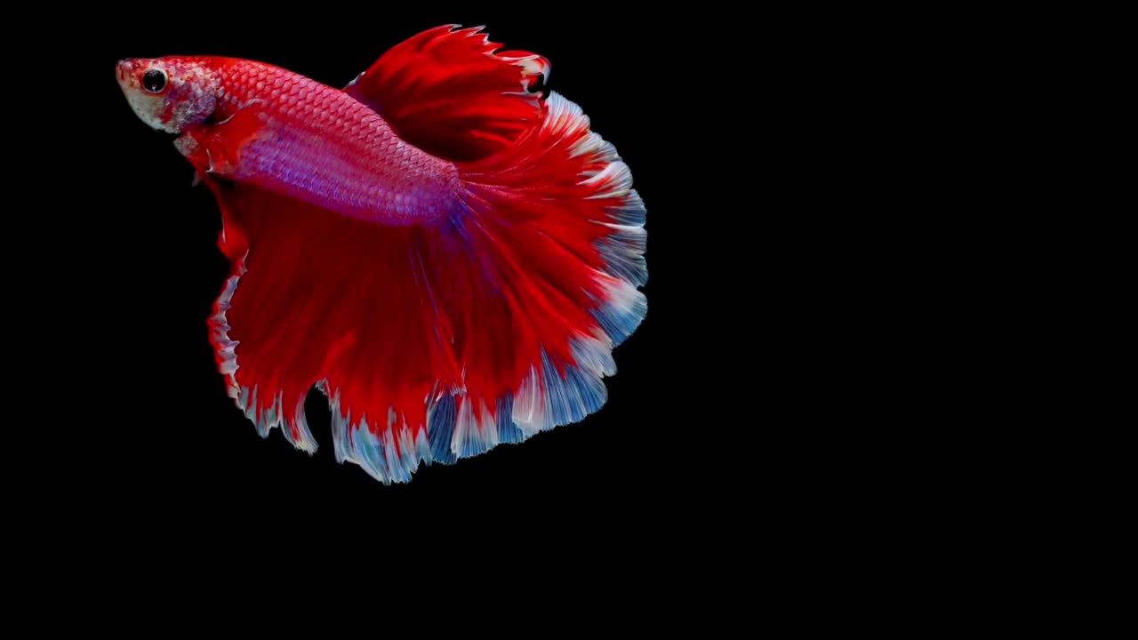 betta fish