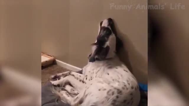 Wanna Laugh All Day Long Then Watch These Funny Pets