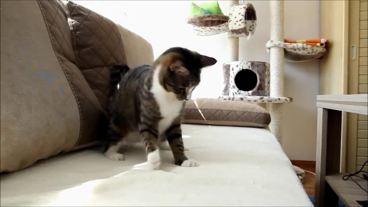 Adorable cat playing and drinking milk.