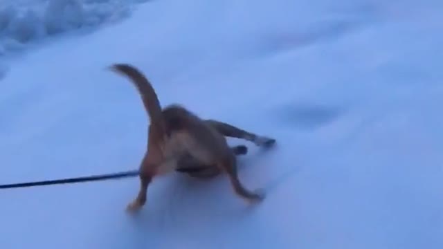 Dog glides over snow