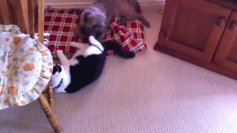 Cute cat beats up dog