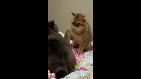 Funny Cute #Dogs And #Cats Part 9 Dogs And Cats
