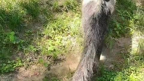anteaters