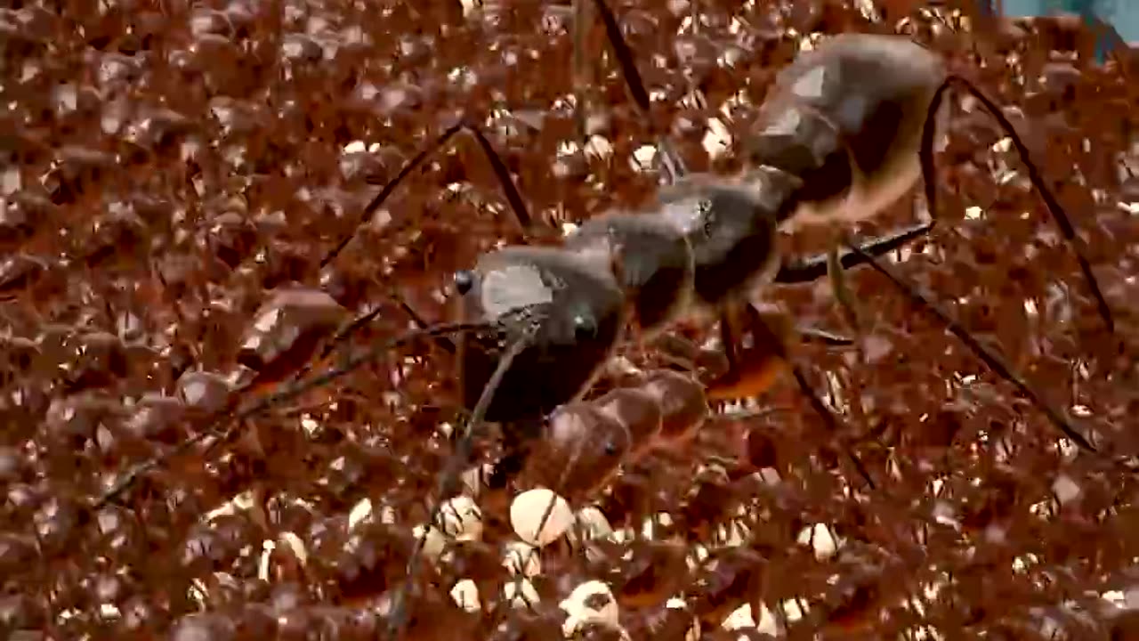 How Ant Colonies Evacuate During Floods 🤔|| LetsgoScience