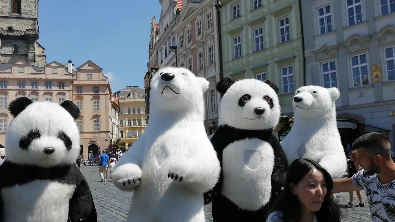 Funny dancing bears