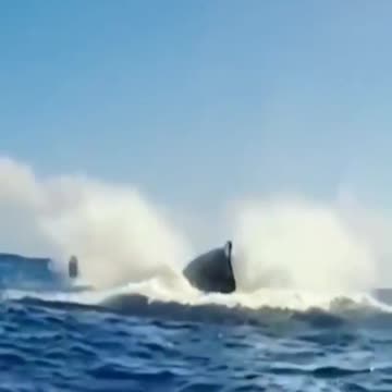 Encounter with whale 🐋