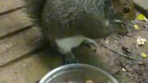 Squirrel reactions to the first strawberry 🍓 and the second strawberry 🍓