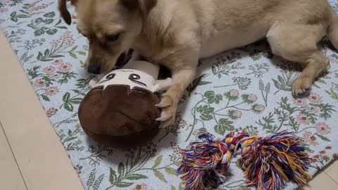 The cute dog is playing with doll