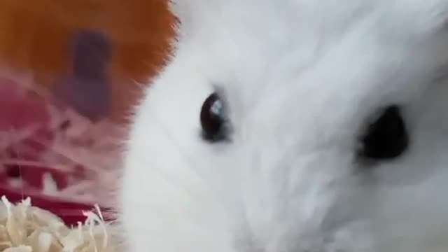 Cute hamster animal eating pumpkin seeds