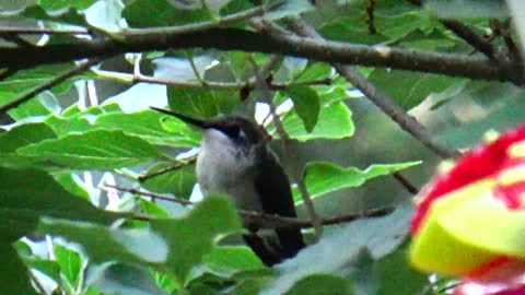 Hummingbird