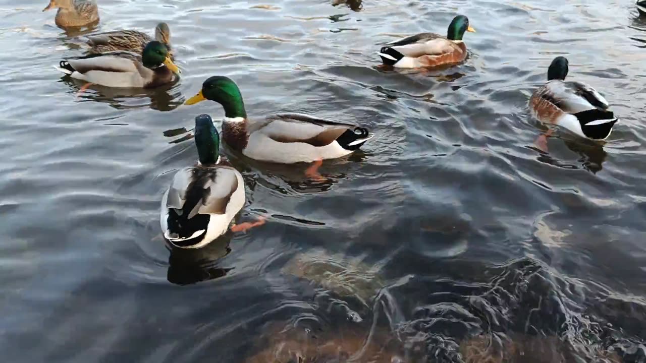 Duck short video #short #cartoon #funny #shortvideo