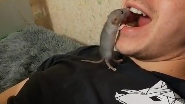 Mouse- house